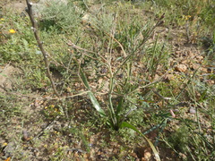 Trachyandra muricata