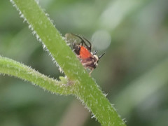 Cyphonia trifida