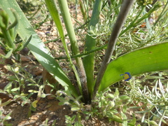 Trachyandra muricata