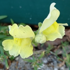 Antirrhinum majus