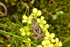 Agrotis vestigialis