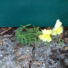 Antirrhinum majus