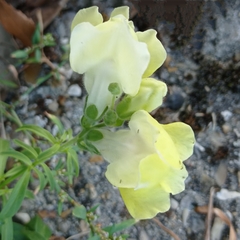 Antirrhinum majus