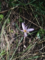 Colchicum autumnale