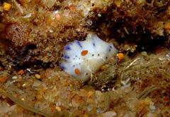 Goniobranchus alius