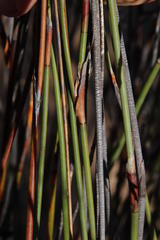 Willdenowia glomerata