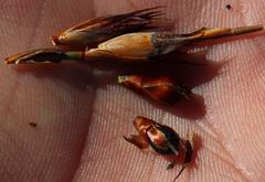 Willdenowia glomerata