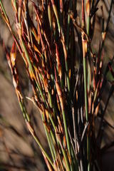 Willdenowia glomerata