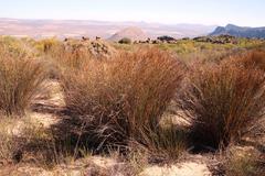 Willdenowia glomerata