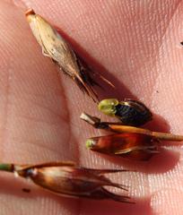 Willdenowia glomerata