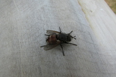Tachinidae