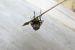 Tachinidae