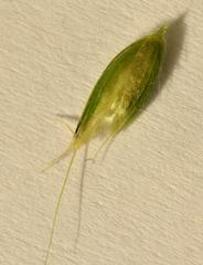 Anthoxanthum dregeanum