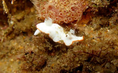 Goniobranchus albonares