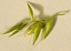 Anthoxanthum dregeanum