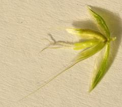 Anthoxanthum dregeanum