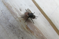 Tachinidae