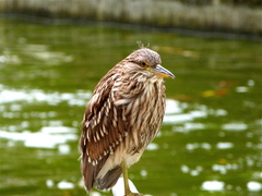 Nycticorax nycticorax