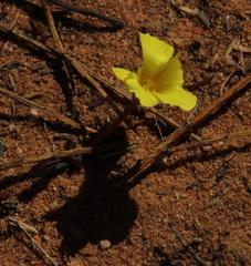 Oxalis flava flava