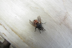 Tachinidae
