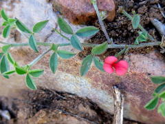 Indigofera sp7