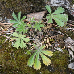 Potentilla humifusa