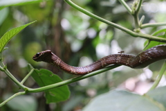 Dipsas sanctijoannis