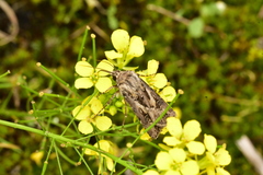 Agrotis vestigialis
