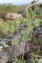 Psoralea platyphylla