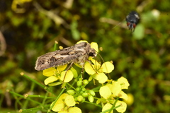 Agrotis vestigialis