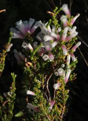 Erica perspicua perspicua