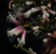 Erica perspicua perspicua