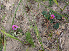 Moraea versicolor