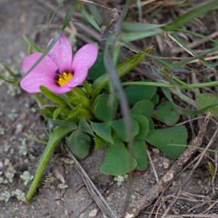 Moraea versicolor