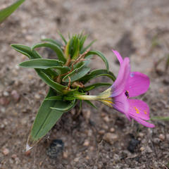 Moraea versicolor