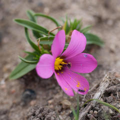 Moraea versicolor