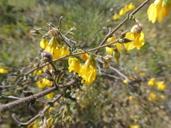 Hermannia scabra