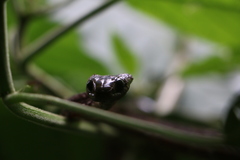 Dipsas sanctijoannis