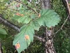 Crataegus pennsylvanica