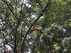 Crataegus pennsylvanica