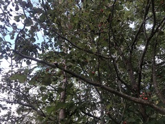 Crataegus pennsylvanica