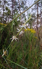 Pleea tenuifolia
