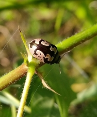 Calligrapha ancoralis