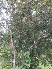 Crataegus pennsylvanica