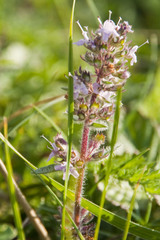 Thymus odoratissimus