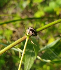 Calligrapha ancoralis