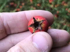 Crataegus pennsylvanica