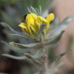 Xiphotheca lanceolata