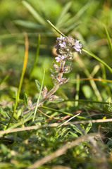 Thymus odoratissimus