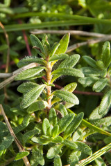 Thymus odoratissimus